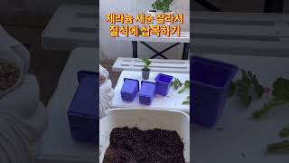 제라늄 곁순 잘라서 질석에 삽목하기 #shorts