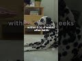 dalmatian and their spots watch full ↑ dalmatian dogs