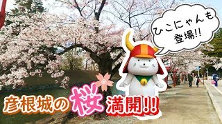 【ひこにゃん登場！】彦根城のキレイな桜と城下町【お花見】POV｜HIKONE castle｜ Cherry-blossom viewing｜SAKURA