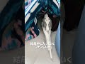 【オカメインコ】どうやって救うのか悩んでいるコナンくん shorts