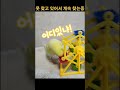 간식 먹고싶어 찾는중 못 찾고 있는 앵무은 간식을 찾아 먹을 수 있을까 shorts