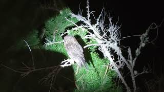 New Zealand Morepork or in Maori Ruru