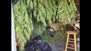 80 Lbs. Rando Is Ganja Insane, Huge Blue Dream \u0026 Maui Harvest, Best Year Ever.