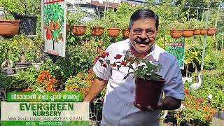 ബോഗൺവില്ല ഹൈബ്രിഡ്  തൈകൾ  @EvergreenNurseryVazhakkulam    #bougainvillea Outdoor plants