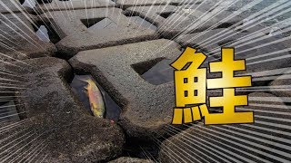 【北海道釣り旅】ど素人がサケ釣りに挑戦してみた結果…。 #3