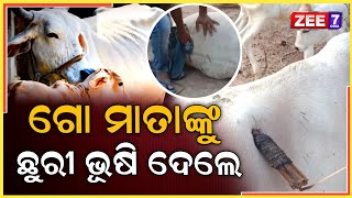 ଶେଷରେ ଗୋ ମାତାକୁ ବି ଛୁ-ରୀ ଭୂ-ଷି ଦେ-ଲା ନିଷ୍ଟୁର ମଣିଷ | Emotional Video | ZEE7 ODIA