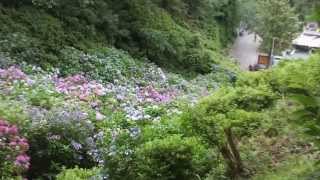 下田公園 あじさい祭り