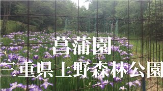 三重県上野森林公園しょうぶ園2022/6/18