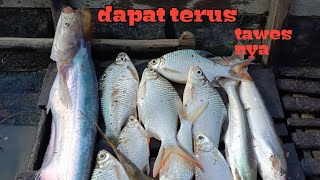 @ronitattonelayan1874  Senang Bangat Dapat TAWES Bonus SENGARAT