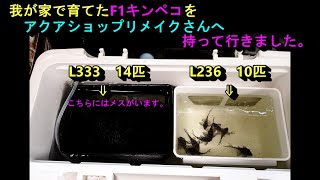 我家で育てたL236、L333F1キンペコ合計24匹をアクアショップリメイクさんへ持って行く前の映像