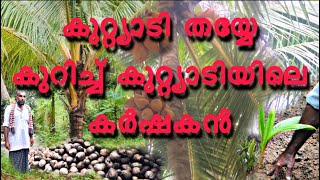 kuttiadi coconut tree/കുറ്റ്യാടി തെങ്ങിൻ തൈ /kunnabdulla Irfani/ kera agri farm Kuttiyadi