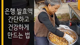 은행발효액 간단하고 건강하게 담는법, 폐병, 폐질환, 천식에 좋은 은행, 최금옥 슬로시티약초밥상