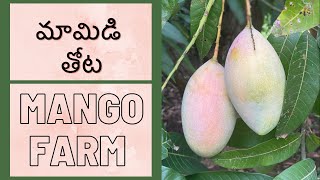 మామిడి తోట | Mangoes | Farms | Vizag | cityofdestiny