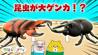 昆虫対決！カブトムシや巨大クモやクワガタが大ゲンカ！最強はだれだ〜！？虫取り採集・子供向け知育教育アニメ｜学研キッズTV