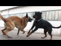 Rottweiler Vs Berger Belge Malinois Rottweiler Vs Berger Belge Malinois
