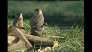 Geico: Woodchuck Commercial