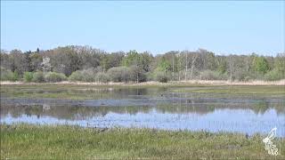 Kaldenbroek: nat natuurherstel