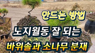 소나무 분재와 바위솔 노지월동 잘 된다 소나무 모양 쉽게 잡아요