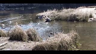 Heron trying to eat baby ducks but Canadian goose chases it off.