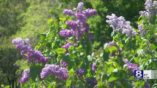 Ragweed: The main culprit behind fall allergies in Rochester