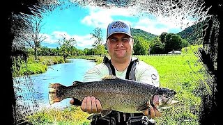 Catching Big Trout on Cripple Creek @ Cedar Springs (Sept)