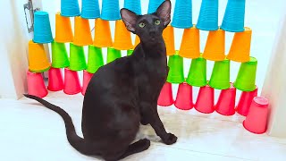 Black Oriental Shorthair Cat | Obstacle Challenge