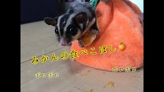 【フクロモモンガ】【びすけ】みかんにハマりだしたびすけ