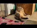 庭に毎日来る野良猫に布団をプレゼントした5秒後がかわいすぎた！