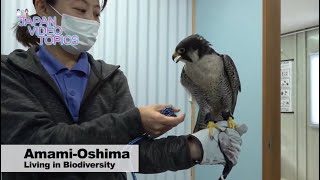 Amami-Oshima: Living in Biodiversity