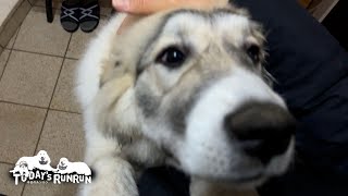 息子（格下）にも優しいベルと無慈悲なアランです　Great Pyrenees　グレートピレニーズ