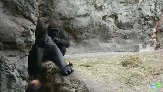 Gorilla breaks coconut easily