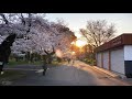 【spring in japan】an early walk to check koganei park s cherry blossoms 【osanpo series walk 8】