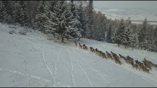 ШҚО шаруалары үшін марал өсірудің машақаты көп боп тұр