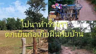 ไปนาทำรั้ว(ໄປນາເຮັດຮົ້ວ)