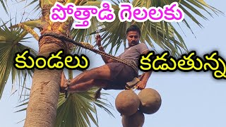 పోత్తాడి గెలలు మలిచిన తర్వాత గెలలకి కుండలు కట్టటం!!కుండలు!! Ravi natural videos!!