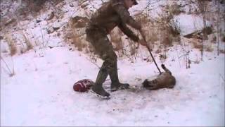 Bobcat release