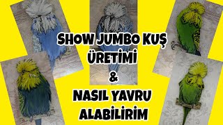 Show Jumbo Muhabbet Kuşları Üremiyor mu ?  Nasıl Yavru Alırız