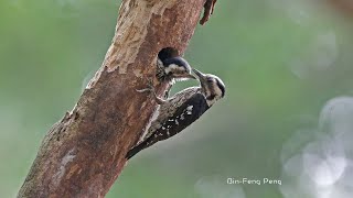 小啄木育雛餵食/Gray-capped Woodpecker Feeding Babies