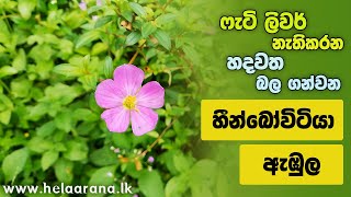 හදවතට ගුණ දෙන හීන්බෝවිටියා ඇඹුල හදන හැටි - How to make \