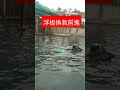 浮板換氣前進 郭教練游泳課ggsm效果，品質，歡樂（個人班、團體班招生）歡迎約課line：yes0985583572yt：火鍋游泳hks 蜘蛛人教練