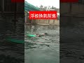 浮板換氣前進 郭教練游泳課ggsm效果，品質，歡樂（個人班、團體班招生）歡迎約課line：yes0985583572yt：火鍋游泳hks 蜘蛛人教練