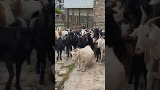 HUSKY VS GOAT 哈士奇大戰山羊