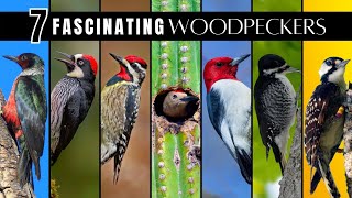 7 Fascinating & Unusual Woodpeckers of North America