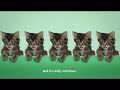 poopsie by halo pet food full commercial