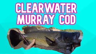 Clearwater Murray Cod Fishing