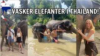 THAILAND VLOG - Del 2!! I mudderbad med elefanter, pool, træning, indkøb
