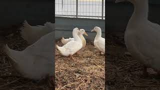 앉아서 좀 쉬려 했더니 #duck