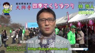 知多市大興寺　四季さくらまつり（平成25年12月1日開催）伊藤忠彦衆議院議員の挨拶もあります　知多市議会議員　林秀人