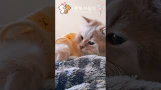 모든 나의 일상을 함께 하는 고양이  마음이.. #고양이#cat#cute#사랑