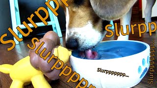 ASMR Dog Drinking Water - 16 Minutes